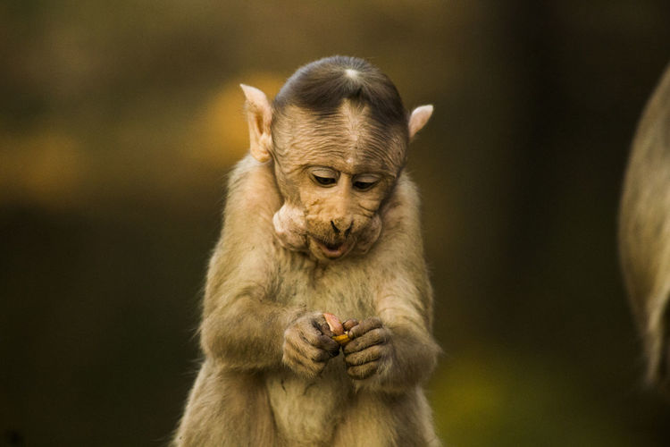 Close-up portrait of monkey eating