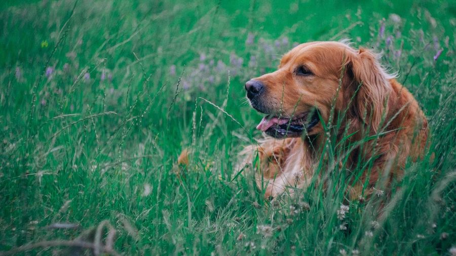 High angle view of golden retriever in grass