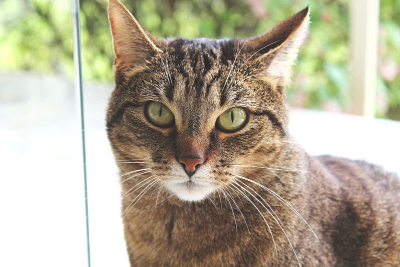 Close-up portrait of tabby cat
