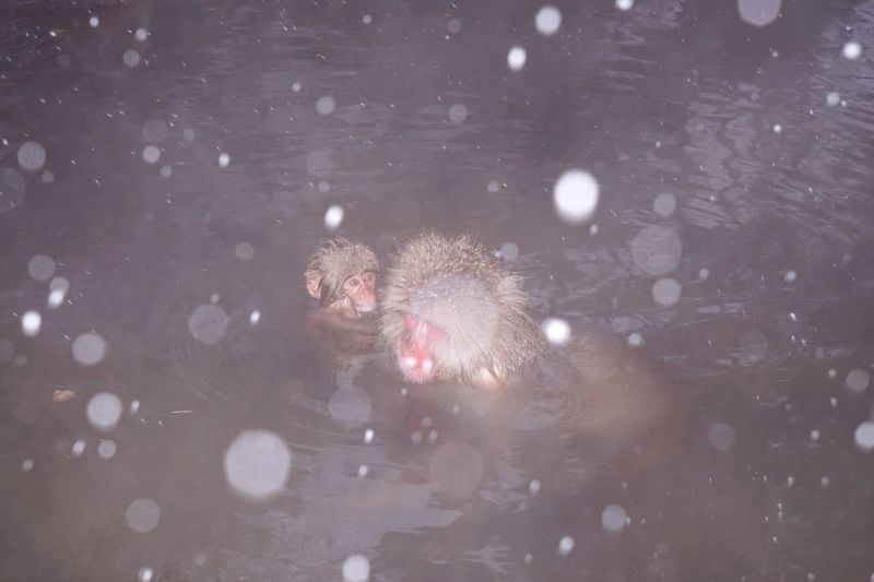 High angle view of japanese macaques resting in hot spring at jigokudani monkey park