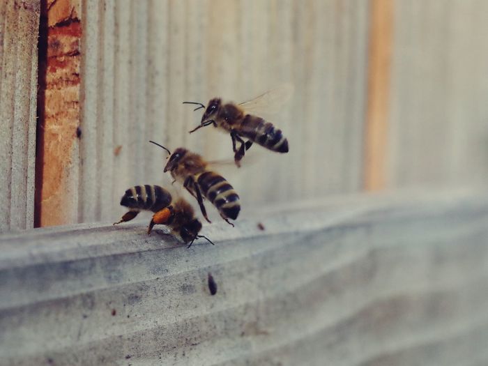 Close-up of bee