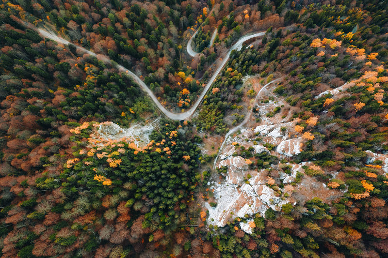 High angle view of trees in forest