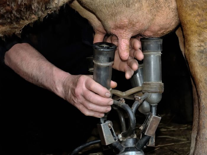 Close-up of hand milking cow