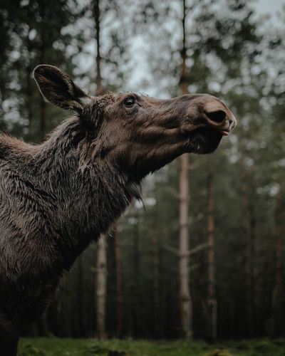 Deer in a forest