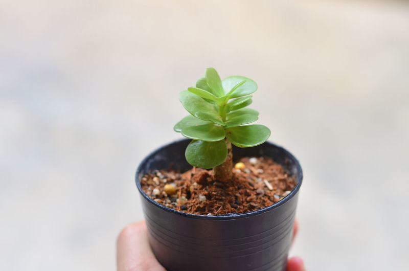 Close-up of hand holding small potted plant