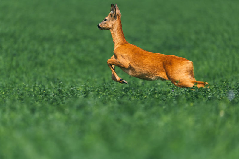 Roe deer, capreolus capreolus, buck running fast on meadow with green grass in summer nature. 