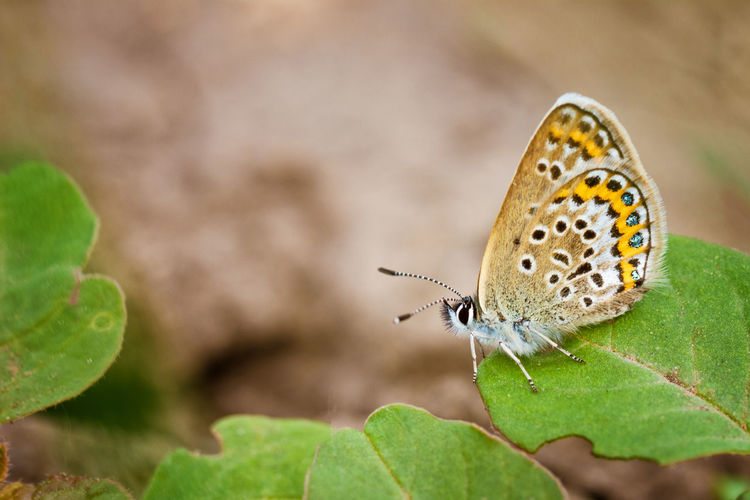 Mottled butterfly shot in close-up