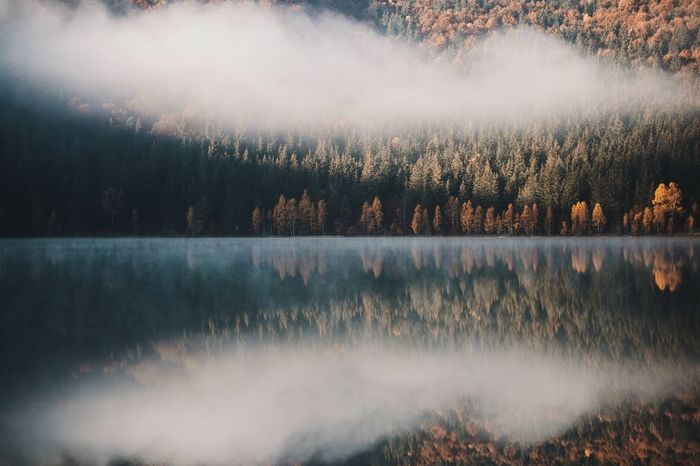 SCENIC VIEW OF LAKE IN FOREST DURING FOG