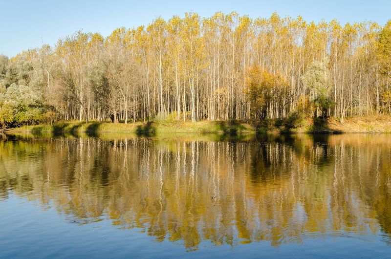 reflection