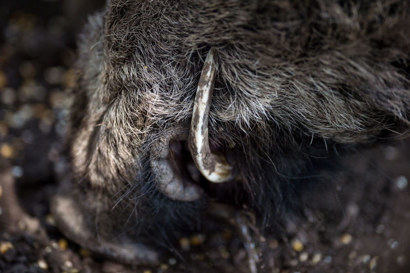 Cropped image of wild boar teeth
