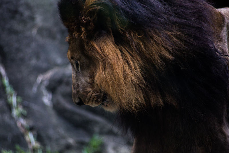 Close-up of horse