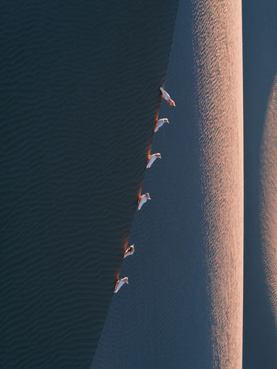 Birds perching on sand by sea