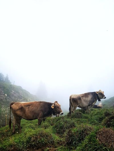 Cows in a field with clouds