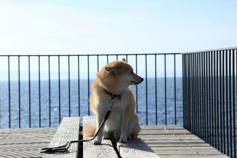 Dog sitting on railing against pier