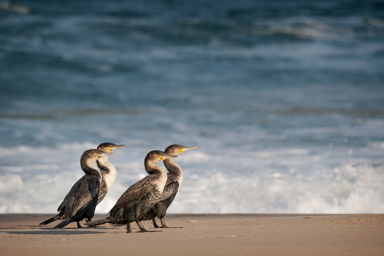 Animals in the wild - group of cormorants in robberg nature reserve, plettenberg bay, south africa