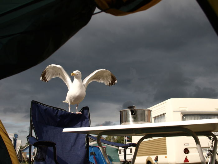 Low angle view of seagull perching on chair against cloudy sky