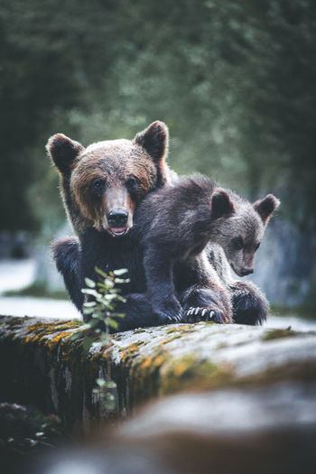 Bears on retaining wall at forest