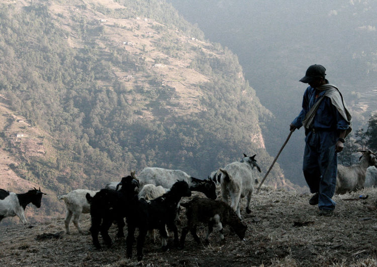 Shepherd on mountain in nepal 