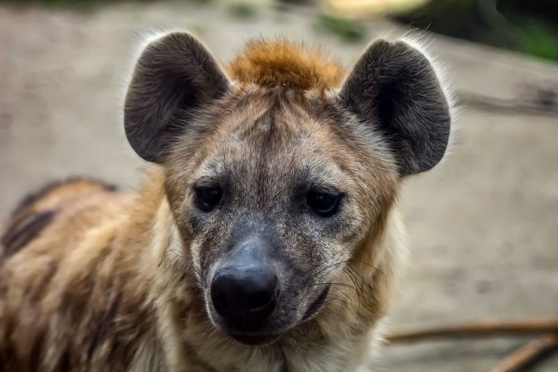 are hyenas closer to cats than dogs