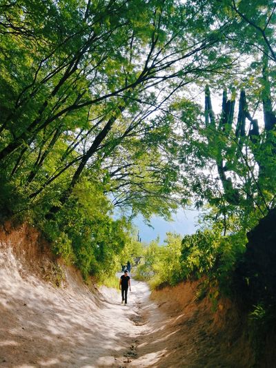 Rear view of man walking on road amidst trees