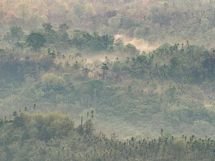 High angle view of trees on field in forest