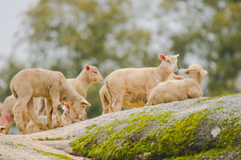 Lambs on rock