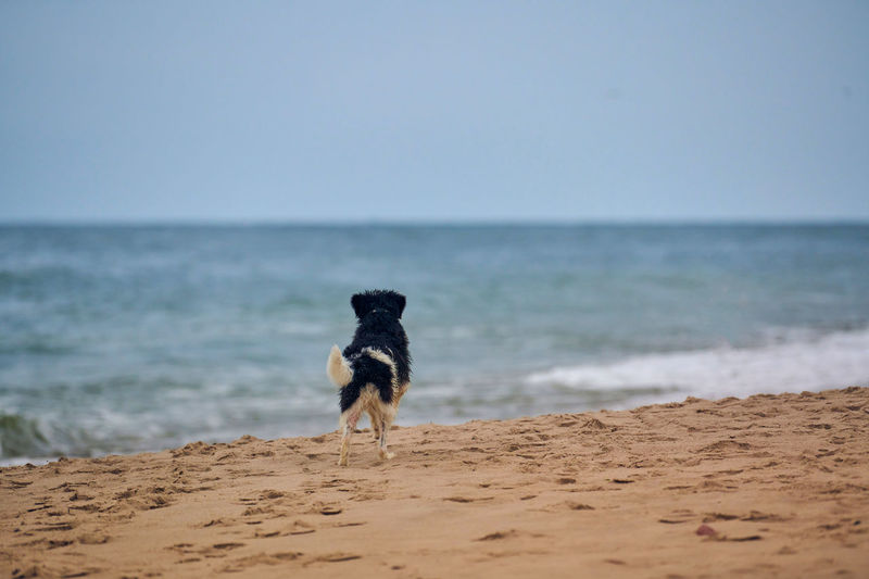 Full length of a dog on beach