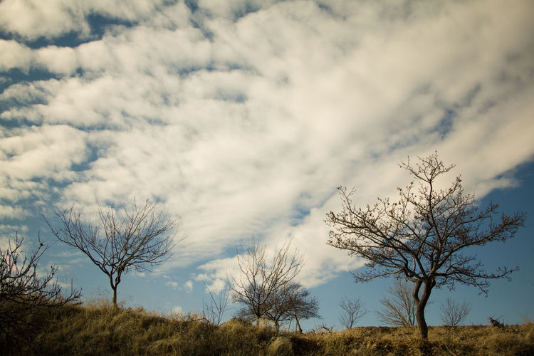 Low angle view of bare trees on field against cloudy sky