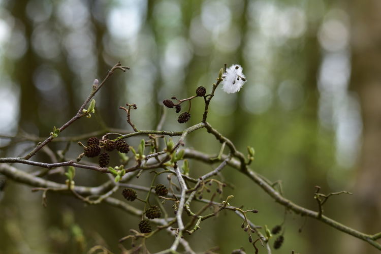 Close-up of flowering plant on branch