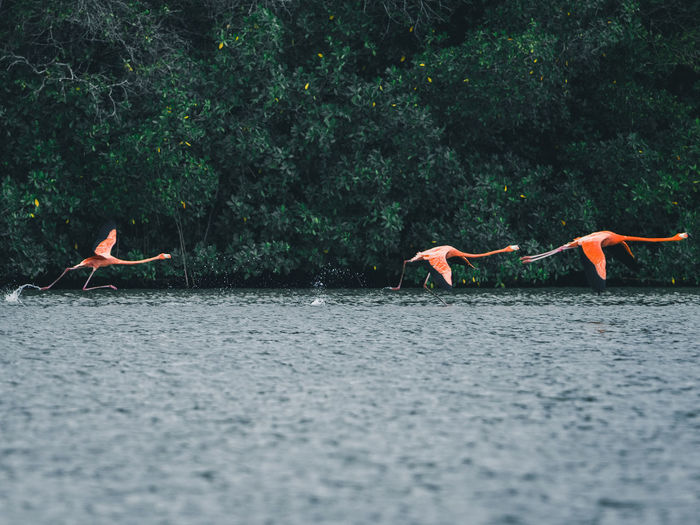 Flamingos flying over water against trees