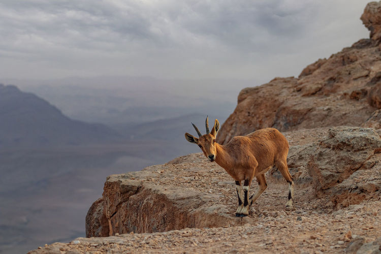  young nubian ibex . 