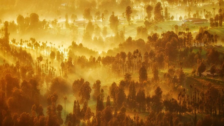 Trees in forest during sunset