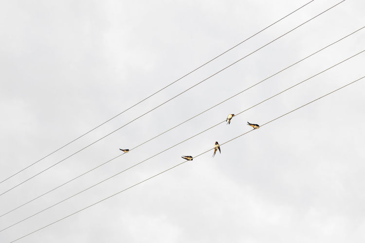 Low angle view of swallows perching on cables against sky