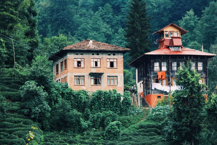 House amidst trees and plants in forest tea garden