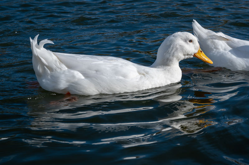 Heavy white pekin duck swimming on a lake