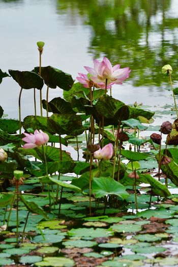 Close-up of pink water lily in lake