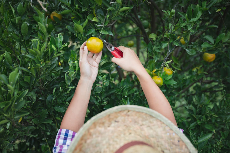 Directly above shot of woman picking orange from tree