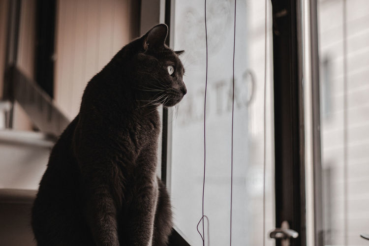 Cat starring at windows