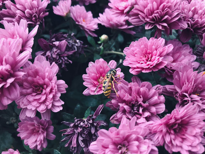 High angle view of pink flowering plants
