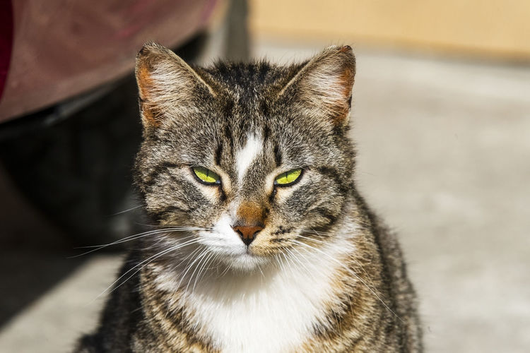 Close-up portrait of cat