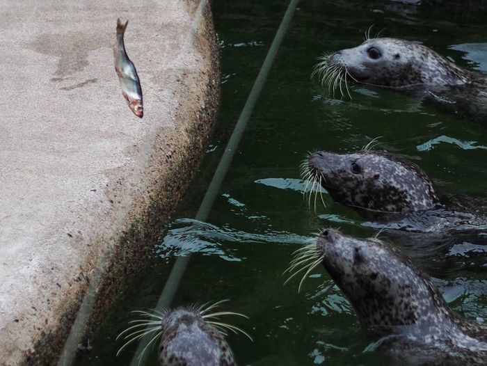 Harbor seals swimming in water by dead fish