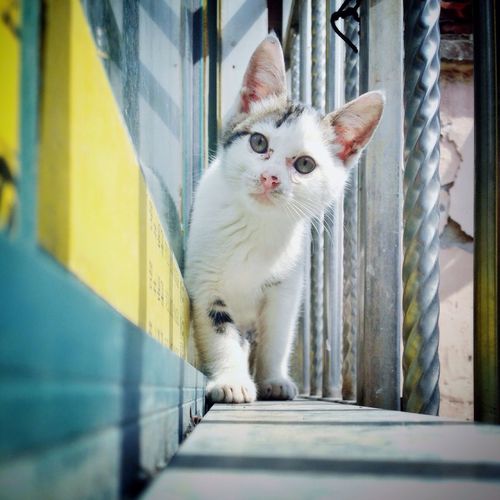 Close-up of cute cat walking on window sill