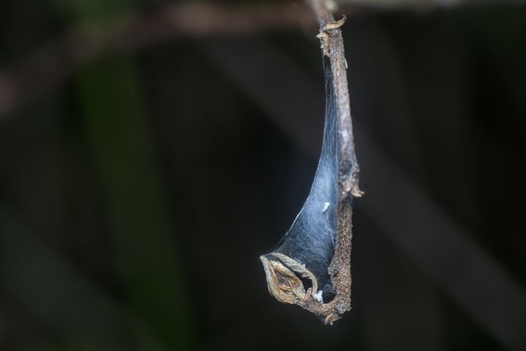 Hanging tiny dried twig with webcob.