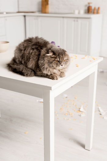 Close-up of cat sitting on sofa at home