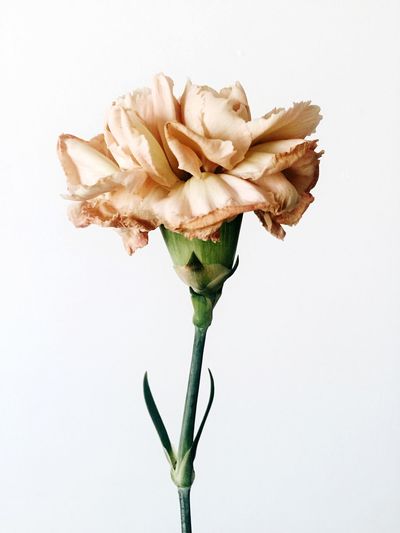 Close-up of carnation against white background
