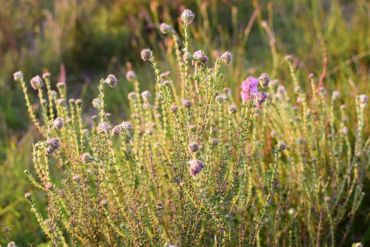 Close-up of purple flowering plants