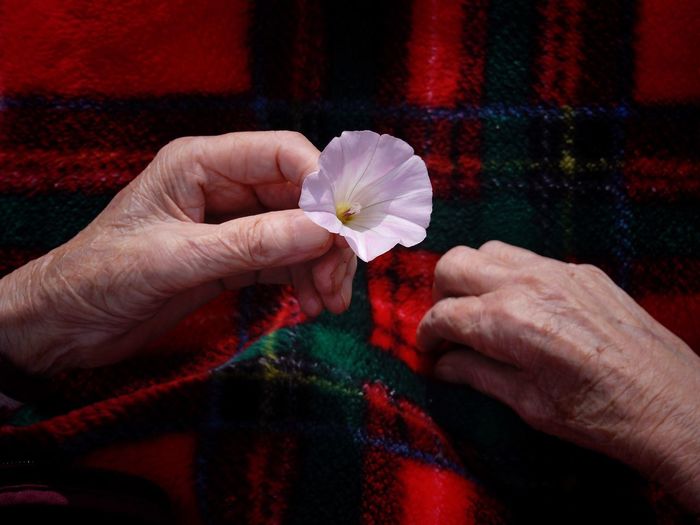 Cropped image of senior woman holding pink flower over blanket