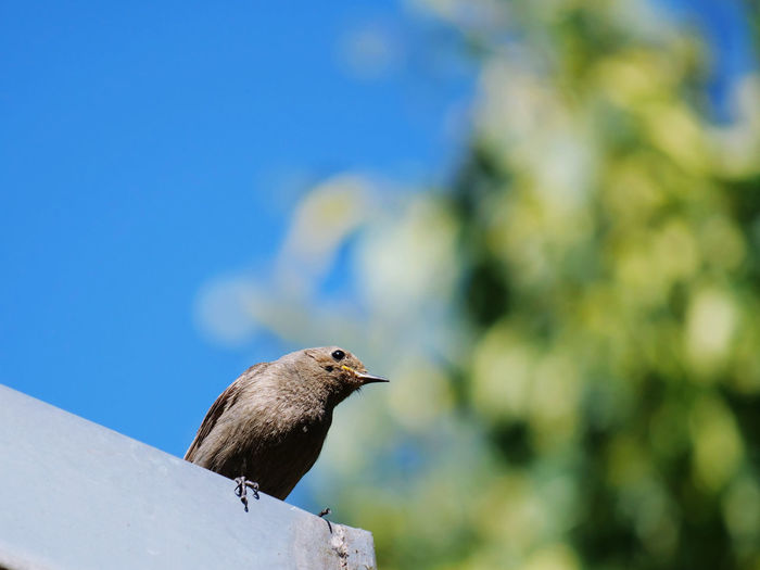 Low angle view of bird perching against the sky