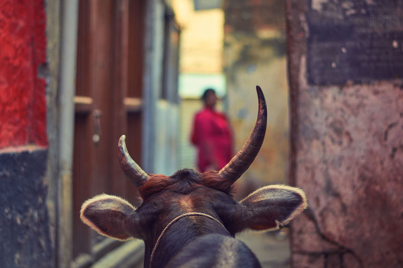 A large ox blocking a narrow street in varanasi. a tourist is watching. 