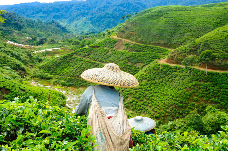Scenic view of agricultural landscape with rear view of a worker in a tea plantation
